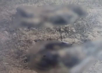Corpo carbonizado é encontrado em área de mata em Cambaíba, Campos dos Goytacazes