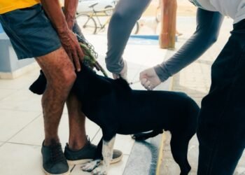 Vacinação antirrábica itinerante de cães e gatos em SJB chega à área de Grussaí