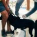 Vacinação antirrábica itinerante de cães e gatos em SJB chega à área de Grussaí